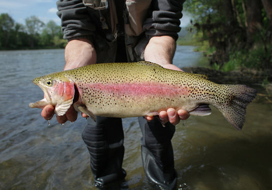 Why Do Trout Bite? Understanding Fish Behavior for Better Fly Fishing