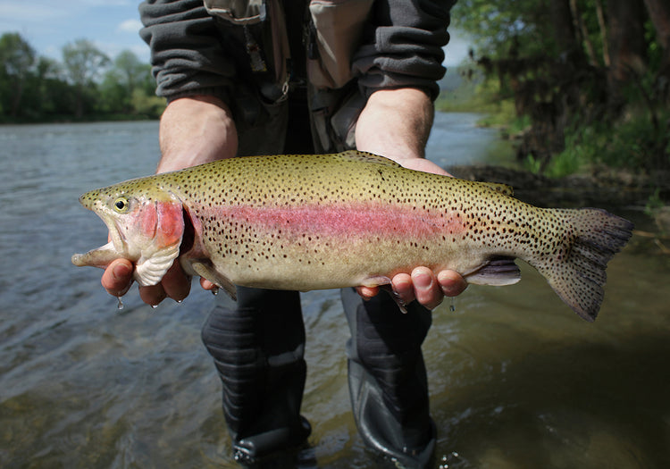 Why Do Trout Bite? Understanding Fish Behavior for Better Fly Fishing