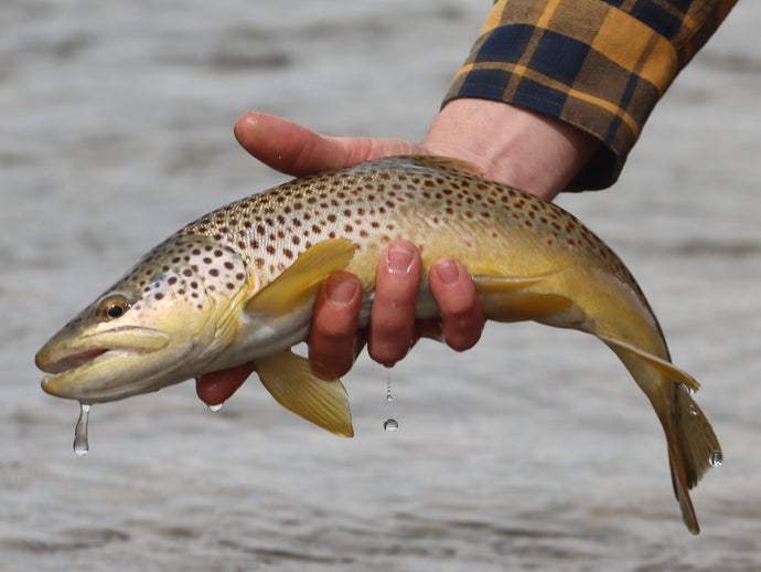 Runoff, High & Heavy Water Fly Fishing Techniques & Tactics