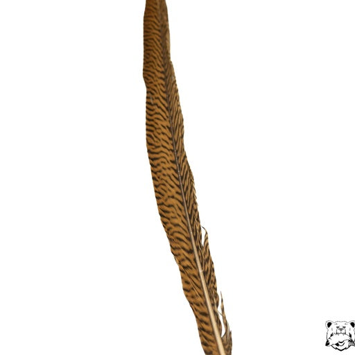 Shor - Golden Pheasant Tail Feather - 24